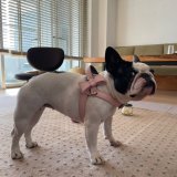 フレブルのぶぶちゃん